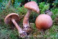 Cortinarius armillatus-amf578